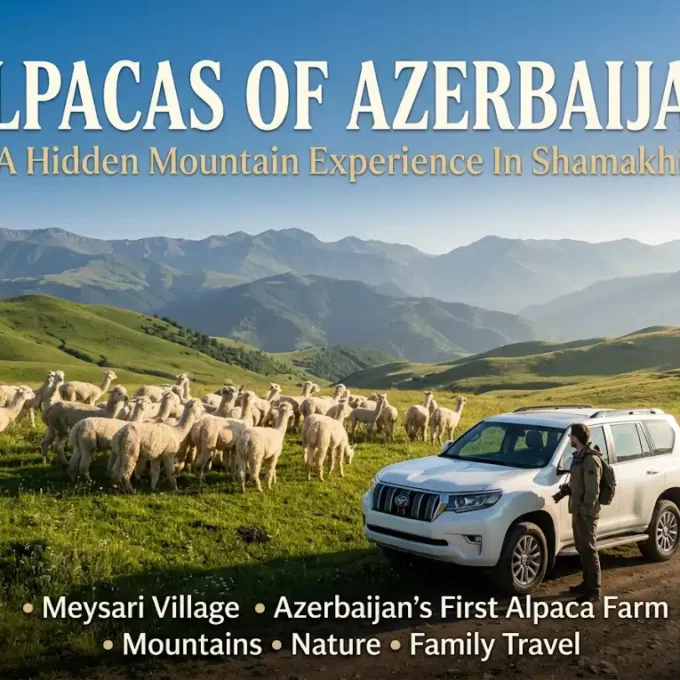 Shamakhi Alpaca Farm: When The Andes Unexpectedly Meet The Caucasus