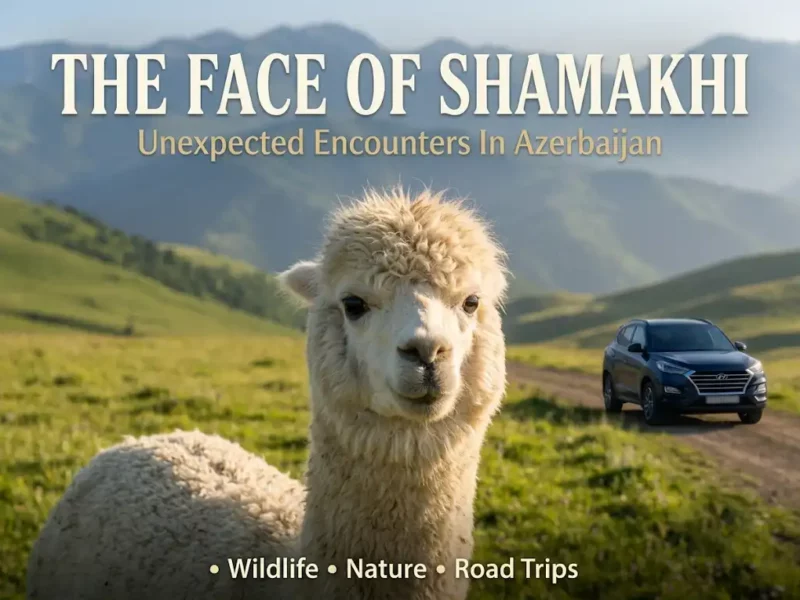 Alpaca Farm Azerbaijan, Alpaca Shamakhi Visit, Alpaca Azerbaijan Meysari