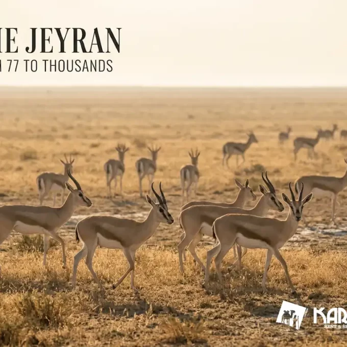 Shirvan National Park — Gazelles 2 Hours From Baku, How To Get There