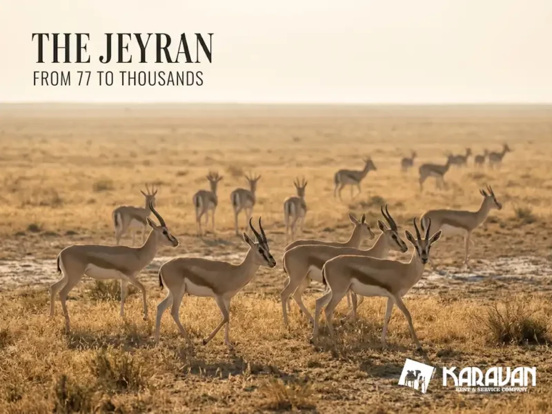 Shirvan National Park — Gazelles 2 Hours From Baku, How To Get There