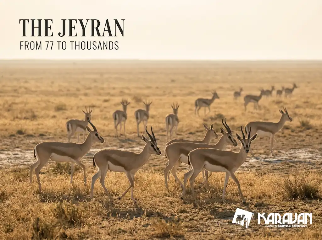 Shirvan National Park &mdash; Gazelles 2 Hours From Baku, How to Get There